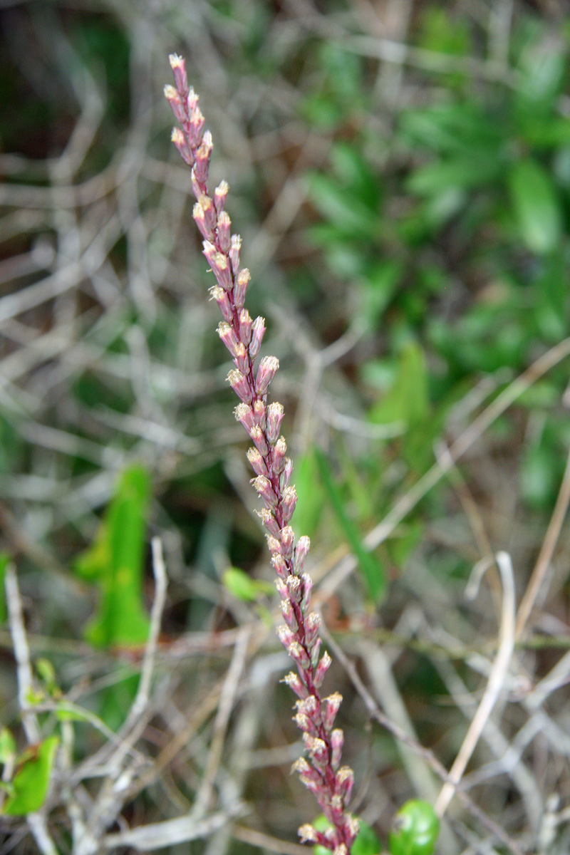 !!!!liatris-sp-at-sorca-(4)