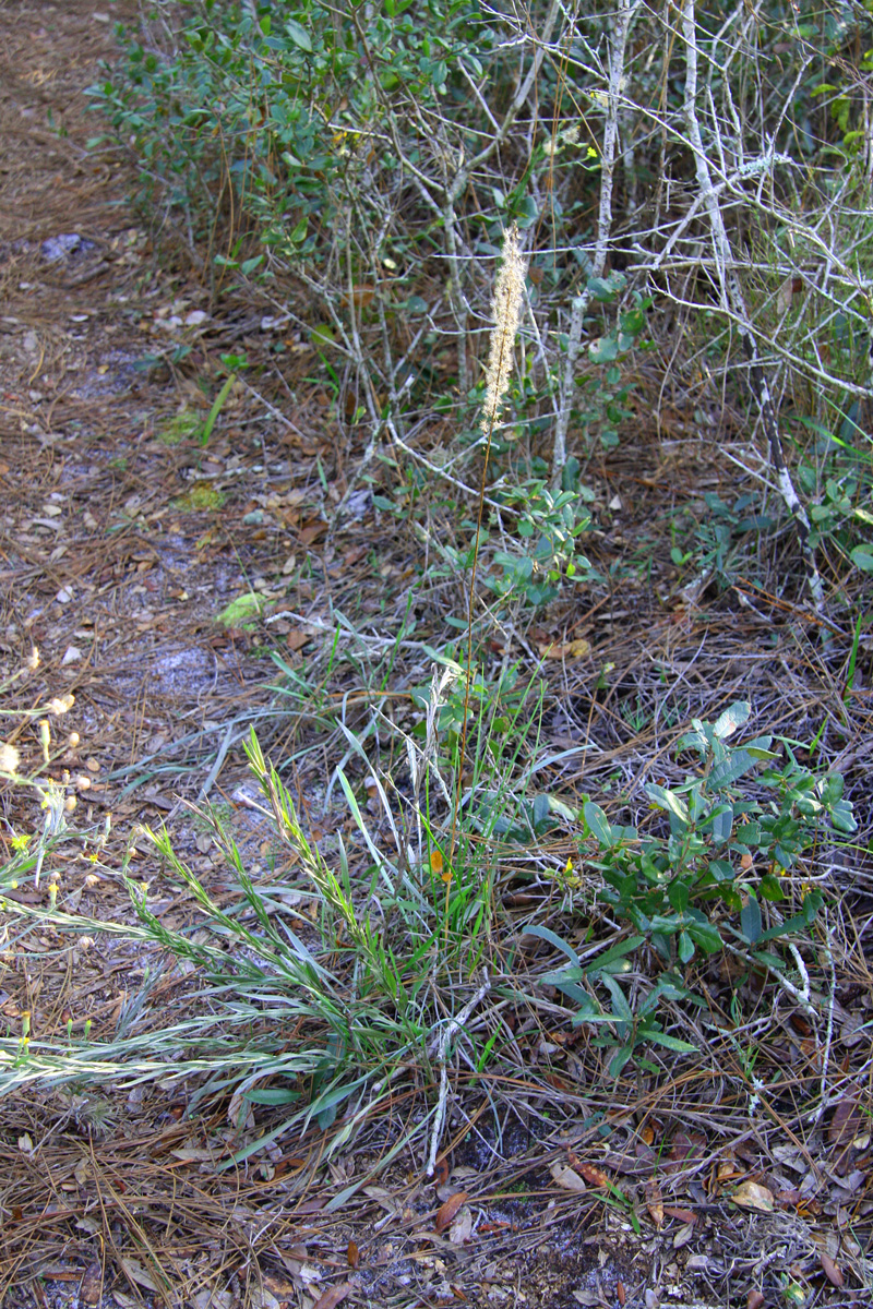 !!!!liatris-w-pityopsis