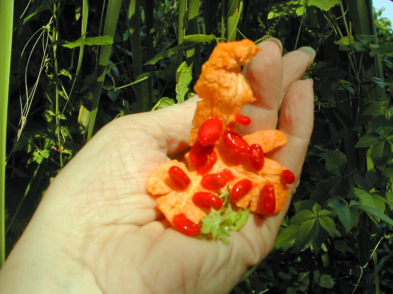 !!!!Momordica-charantia---fruits-&-arils