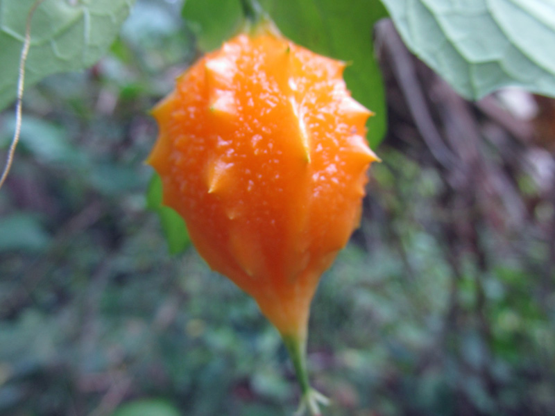 !!!!momordica-chrantia-fruit