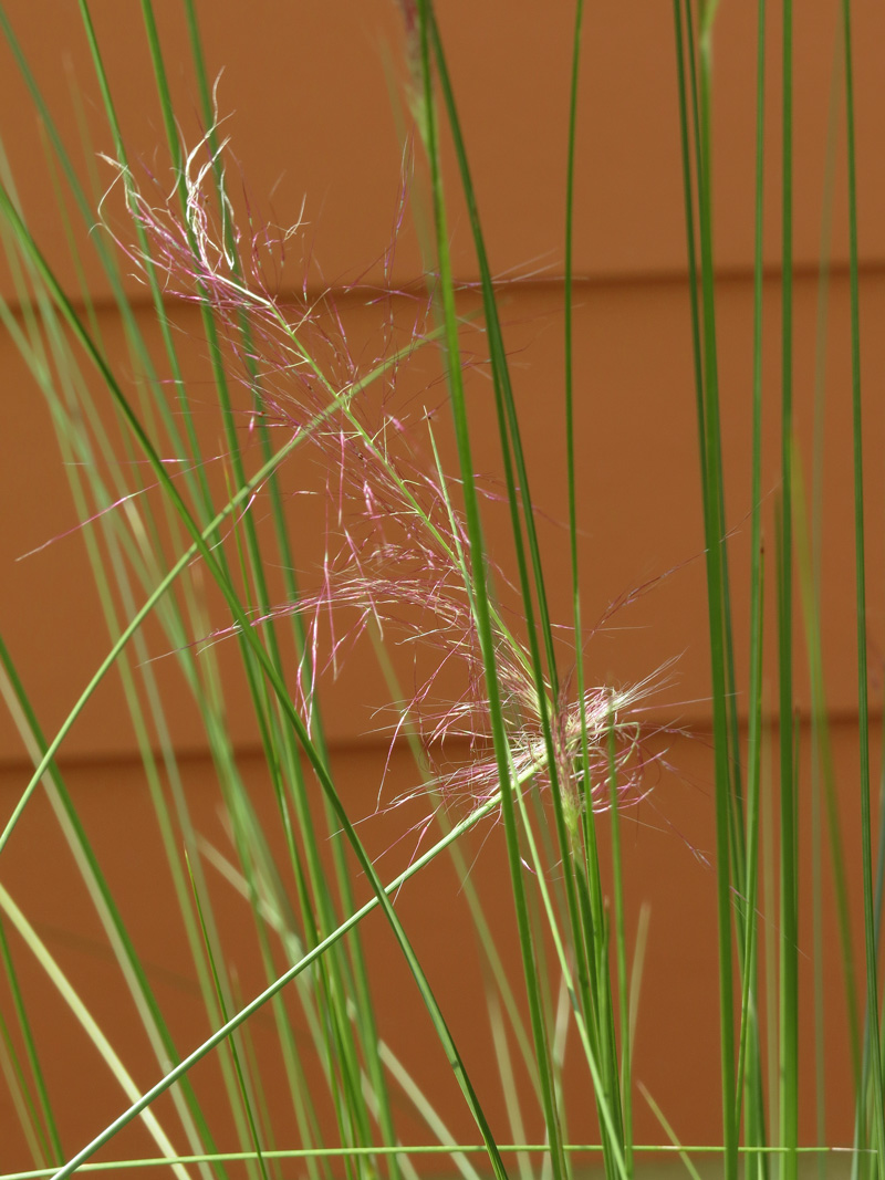 !!!!muhlbergia-capillaris4-at-ah