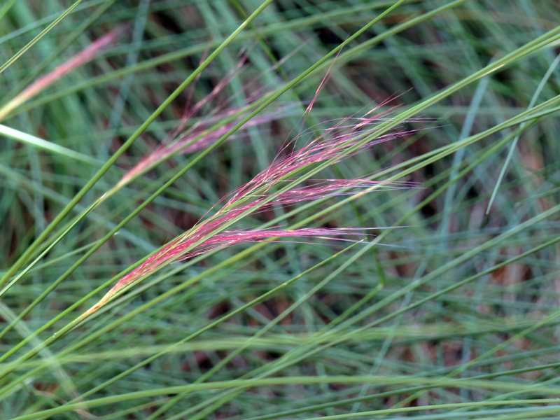 !!!!muhlenbergia-cappillaris