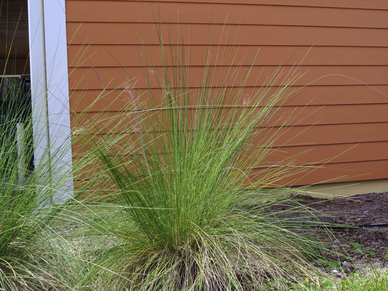 !!!!mulhenberiga-capillaris-at-ah