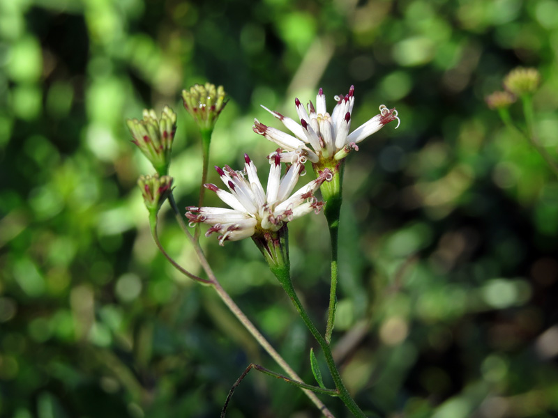 !!!!palafoixa-faeyi5-side-view