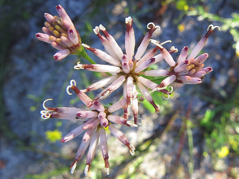!!!!palofoxia-fayi-closeup-flowers