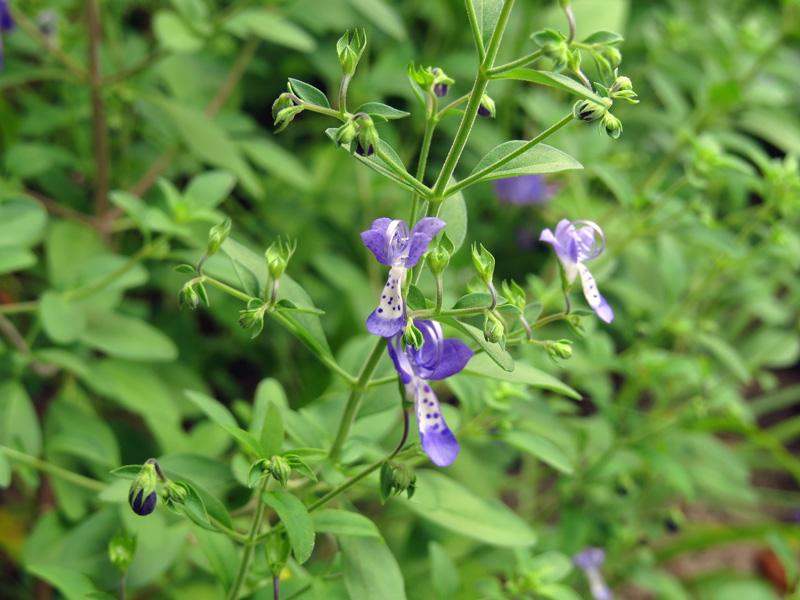 !!!!trichostema-clasusum