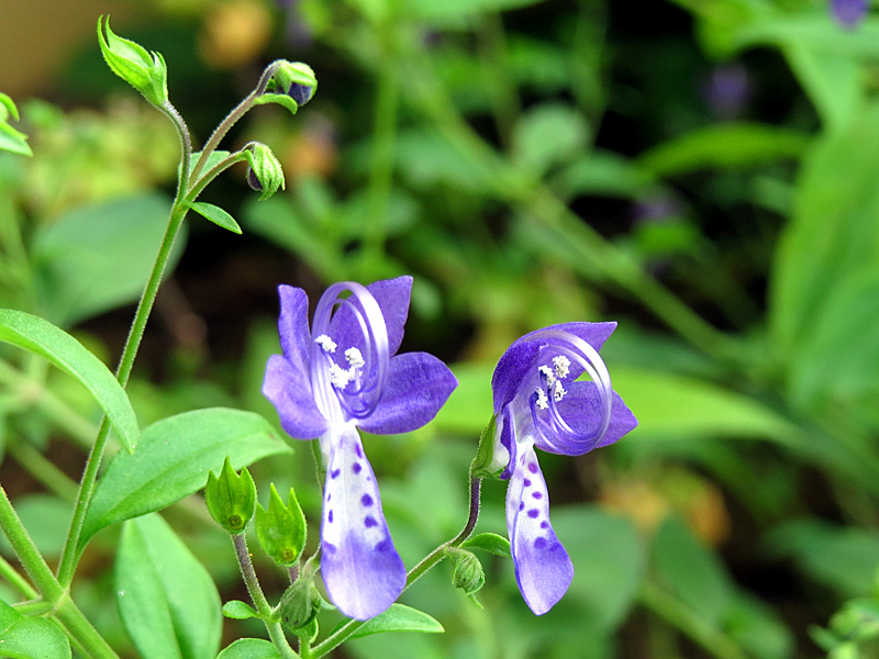 !!!!trichostema-clausum