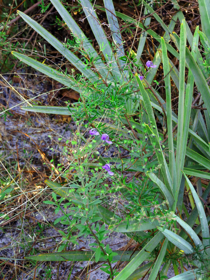 !!!!trichostema-dichotatoum