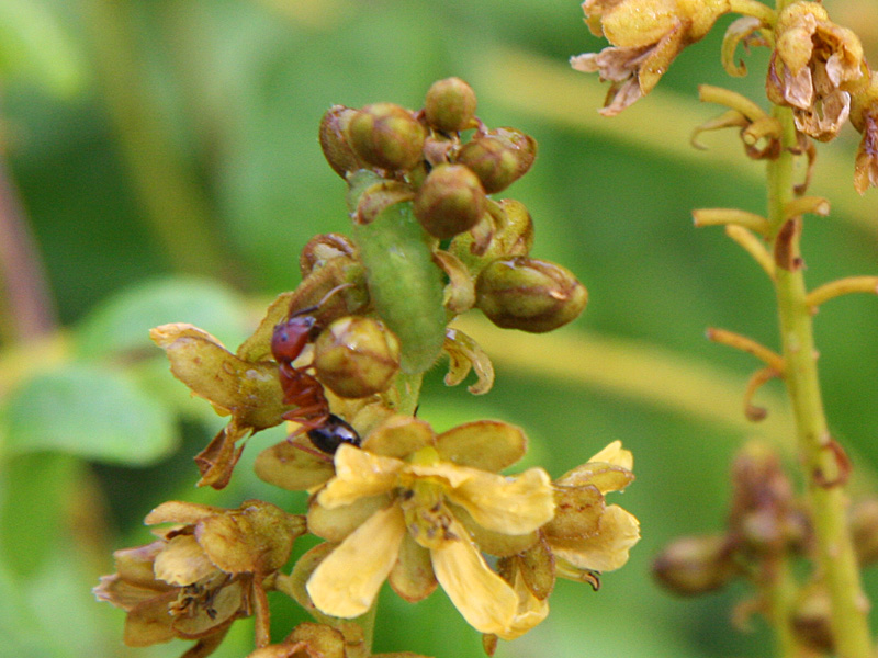 !!!!caesalpinia-bonduc-with-ant-&-caterpillar