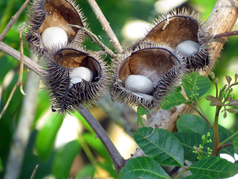 !!!!caesalpinia-pods-opened