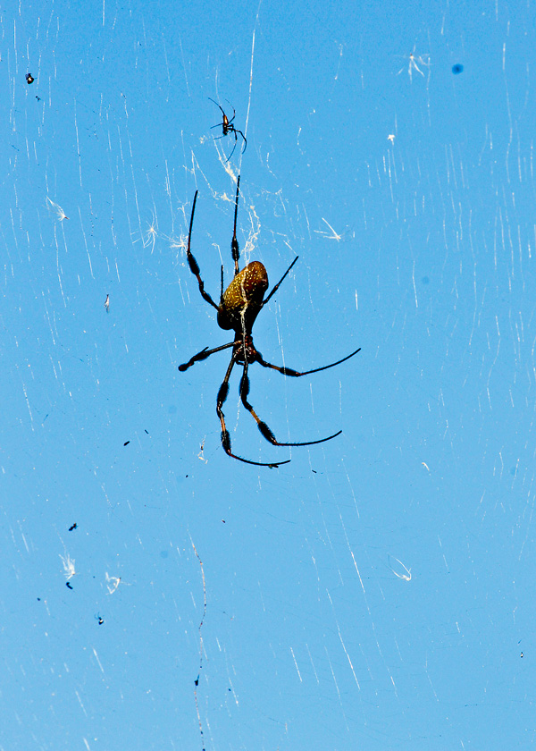 !!!!golden-orb-weaver---male-&-female-by-ks