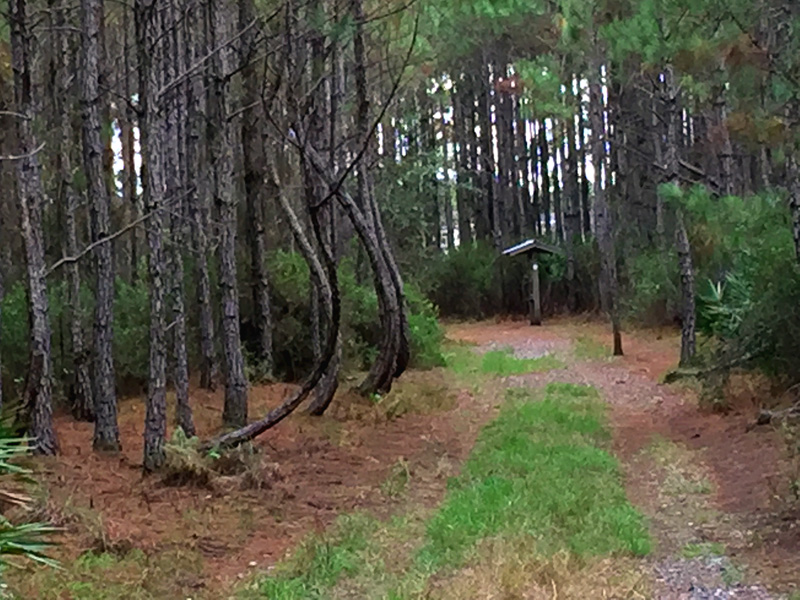 !!!!pinus-elliotti-curved