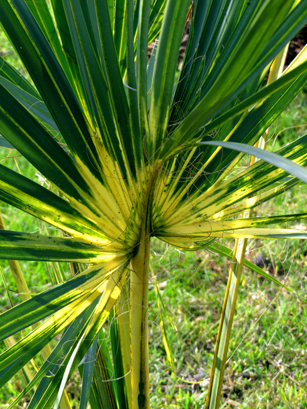 outdoor palm plants for sale Queen Palm for Sale