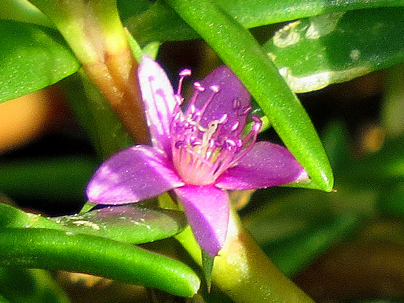 !!!!sesuvium-flower-closeup