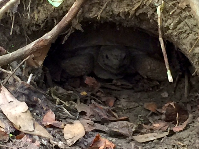 !!!!orca gopher tortoise by Ken Gonyo