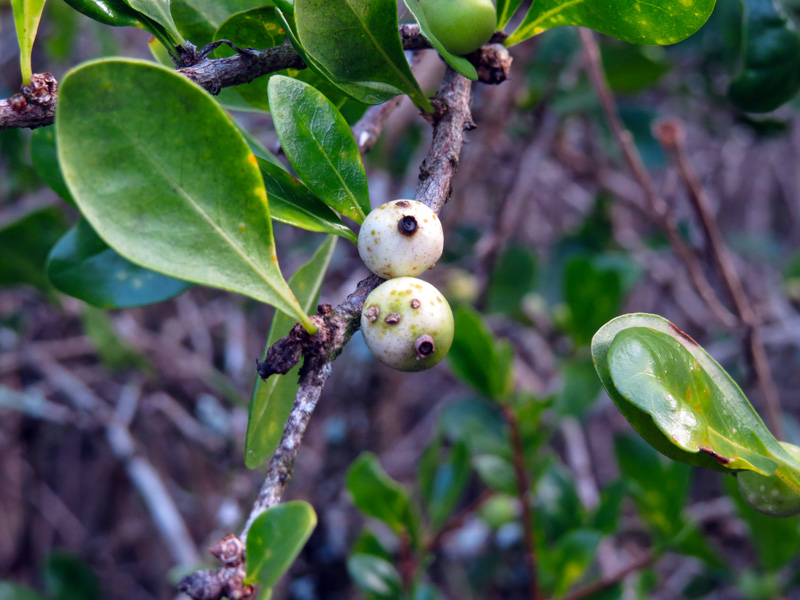 !!!!randia-aculeata-fruit2