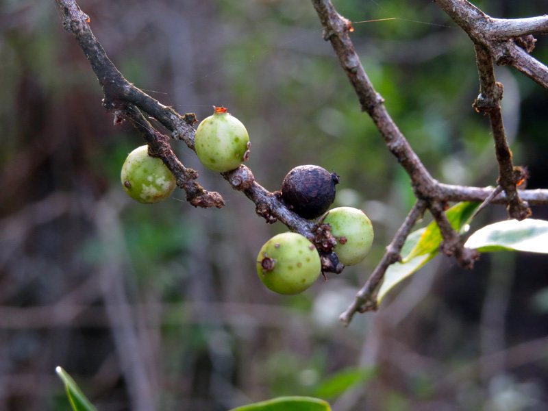 !!!!randia-culeata-fruit1