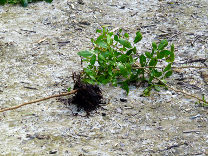 !!!!schinus-pulled-on-1-30-2016