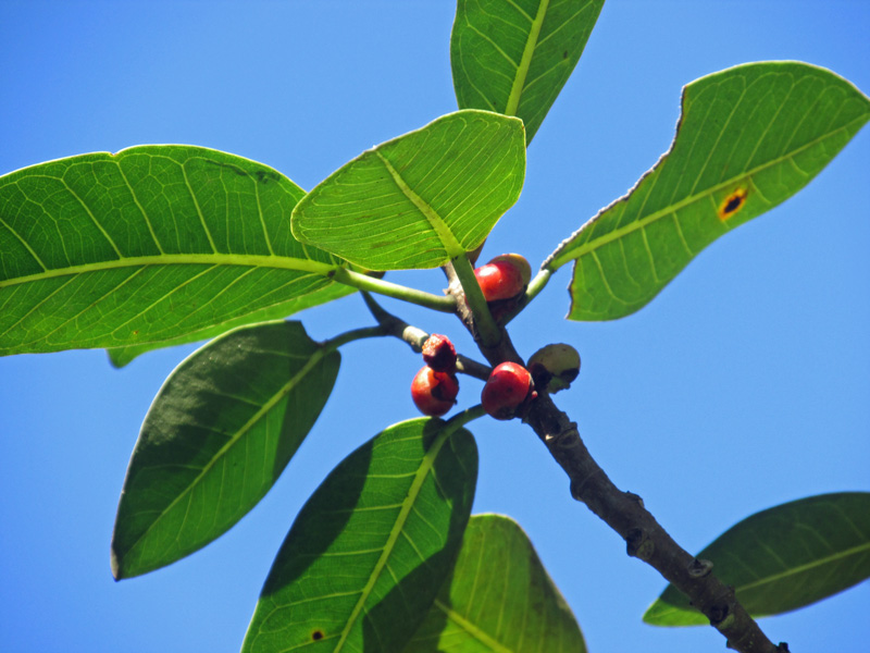 !ficus-aureum-fruit