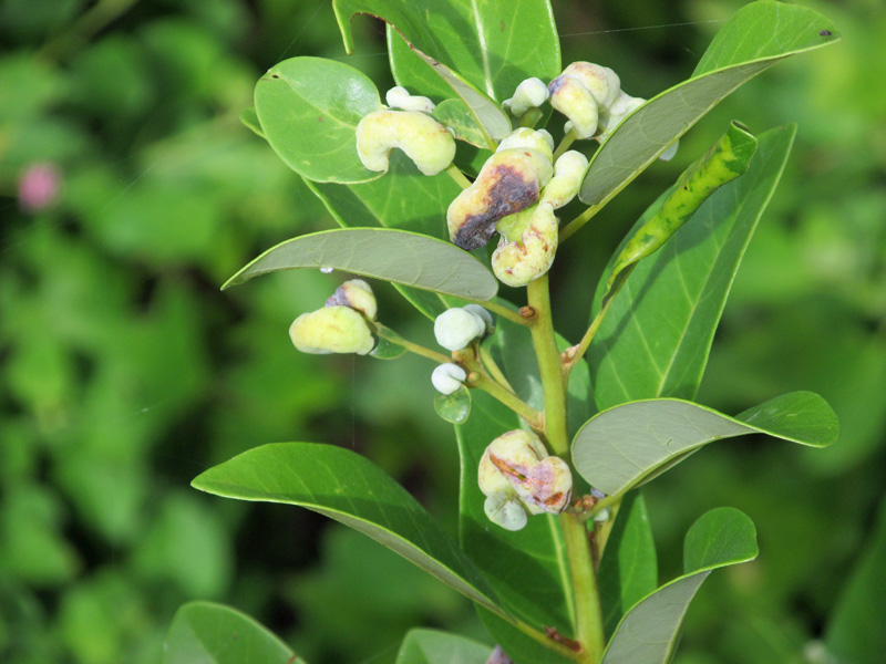 !!!!galls-on-persea-borbonia-at-bic