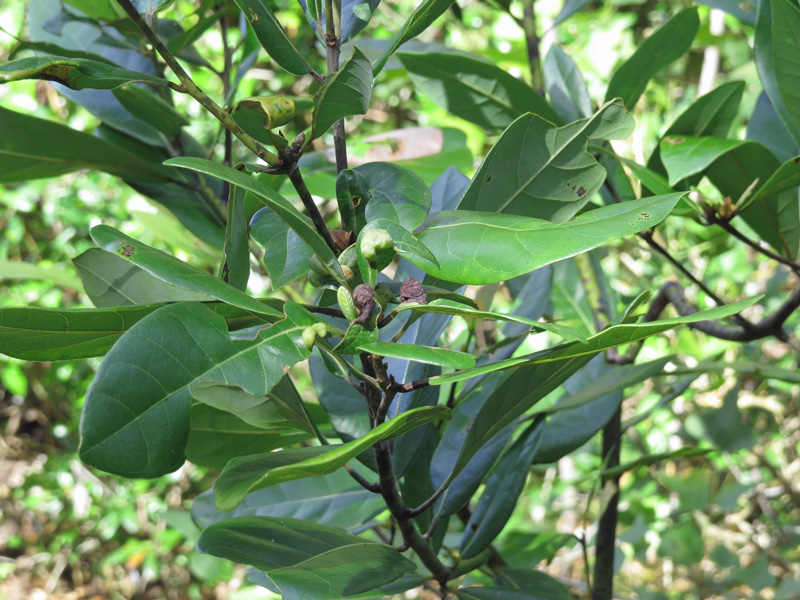 !!!!galls-on-persea-borbonia