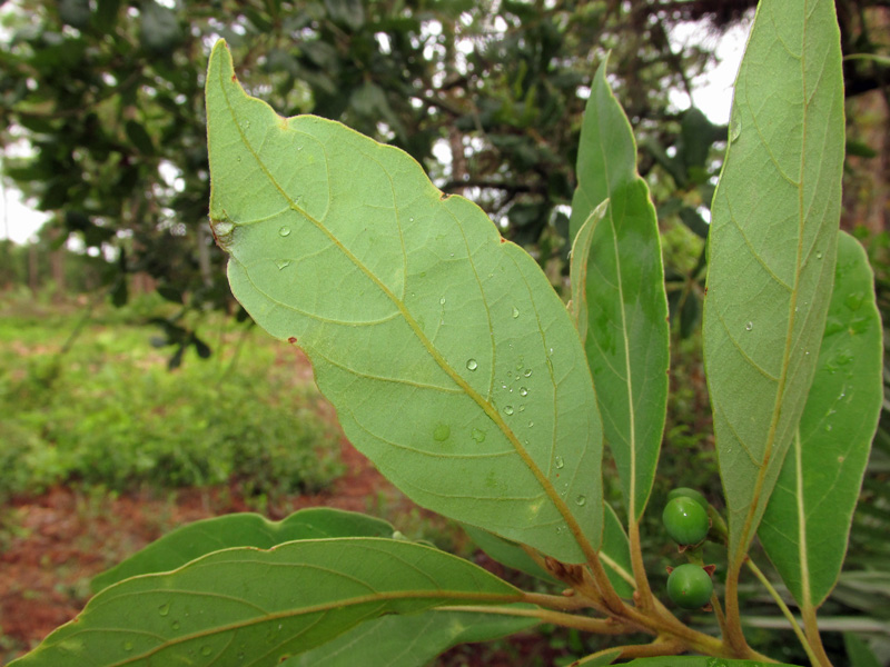 !!!!persea-borbonia---unripe-fruit