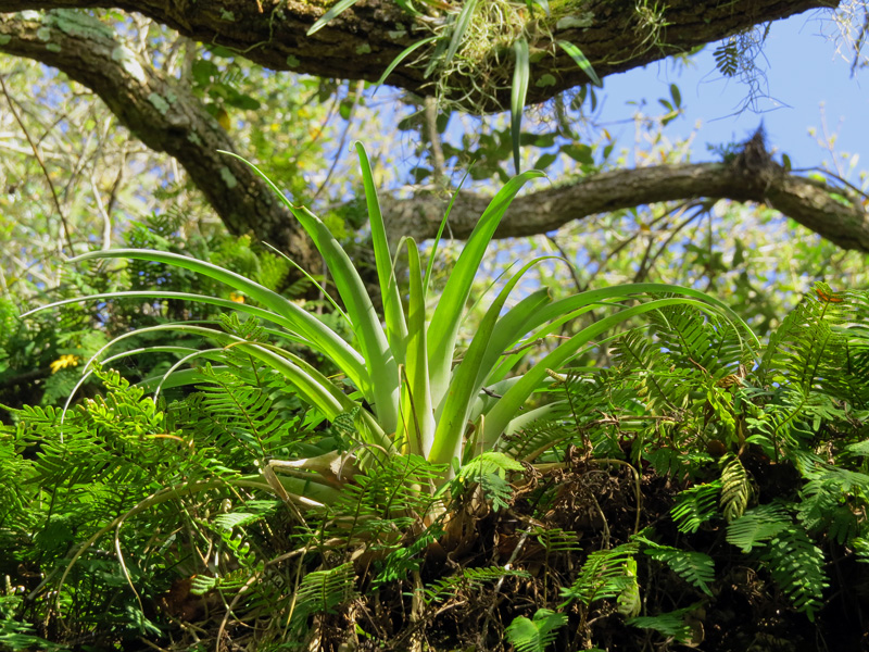 !!!!tillandsia-utriculata-@-cfp