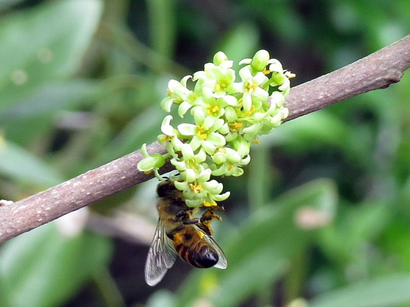 !!!!bee-on-toxicodendron