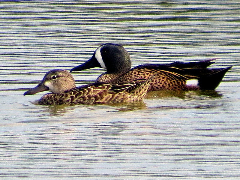 !!!!!blue-winged-teal