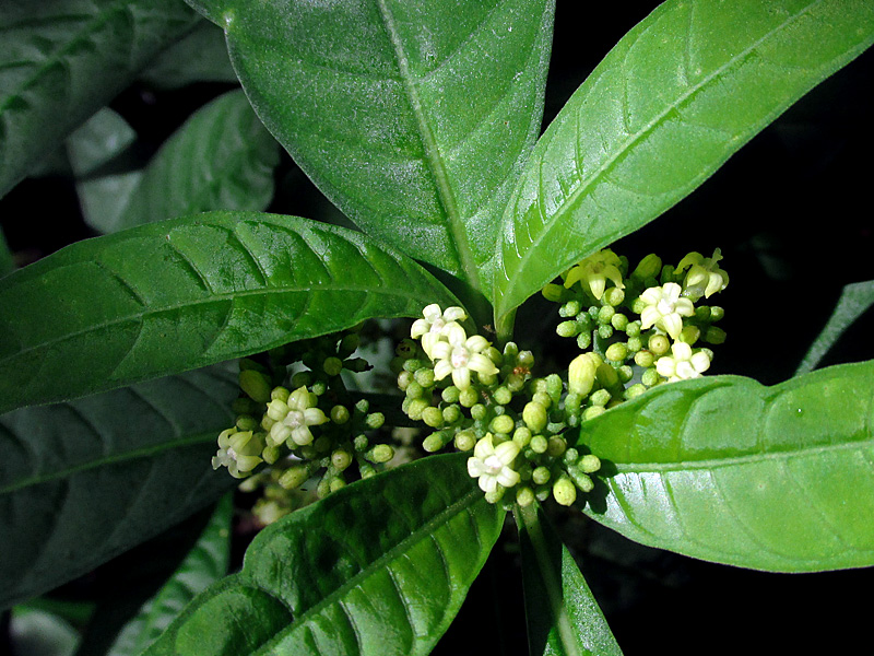 !psychotria-sulzneri-flowers-closeup
