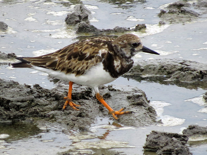 !!!!ruddy-turnstone-closeup
