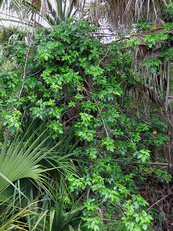 !!!!toxicodedron-radicans-bodacious-vine