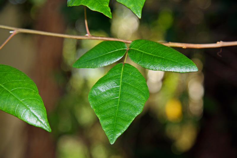 !!!!toxicodendron-radicans-(3-leaflets)