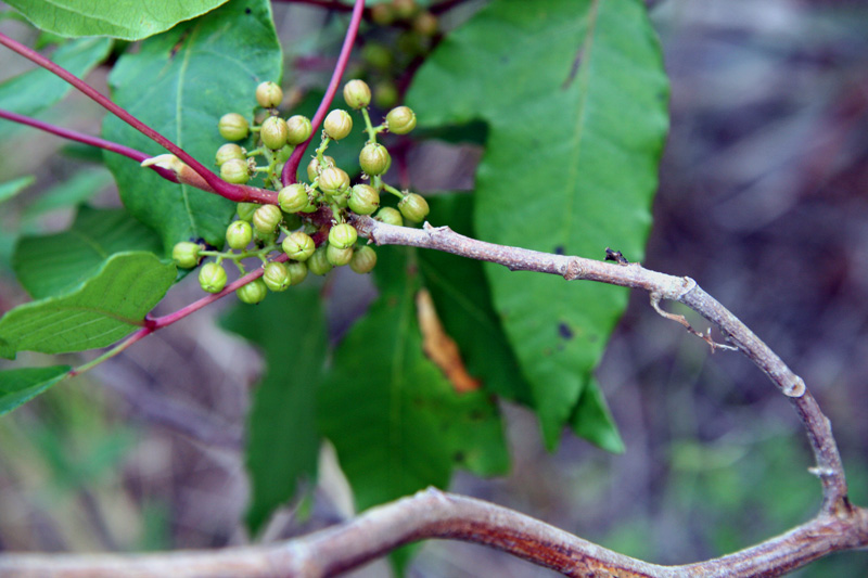 !!!!toxicodendron-radicans-(6)--thick