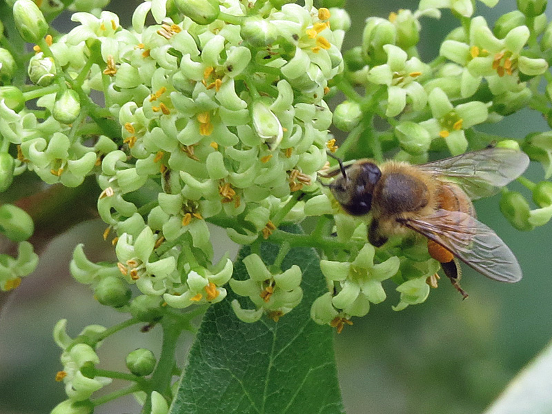 !!!!toxicodendron-w-bee