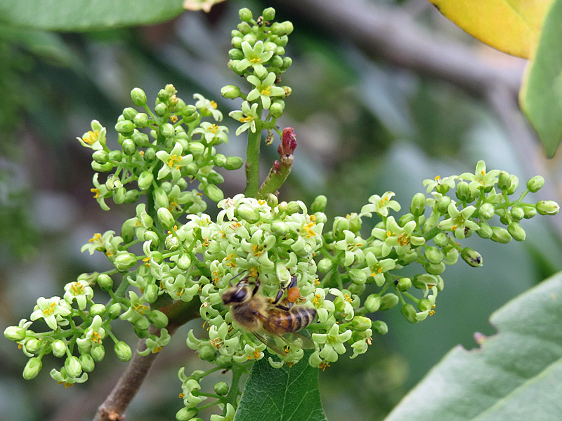 !!!!TOXICODENDRON-W-BEE'