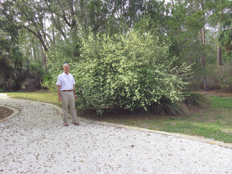 !!!!viburnum-obovatum-w-tim-glover