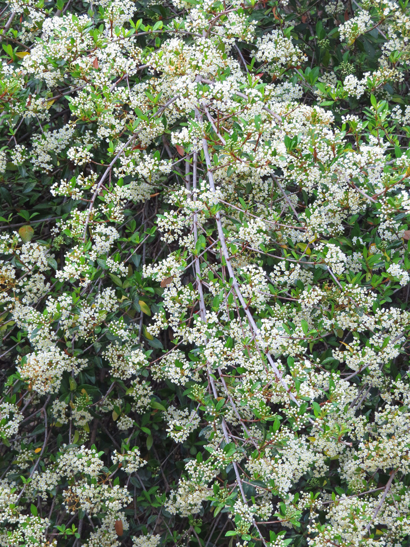 !!!!viburnum-obovatum5