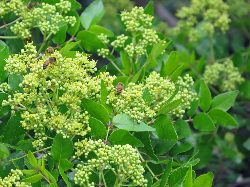 !!!!Zanthoxylym-claba-herculis--w-bees5