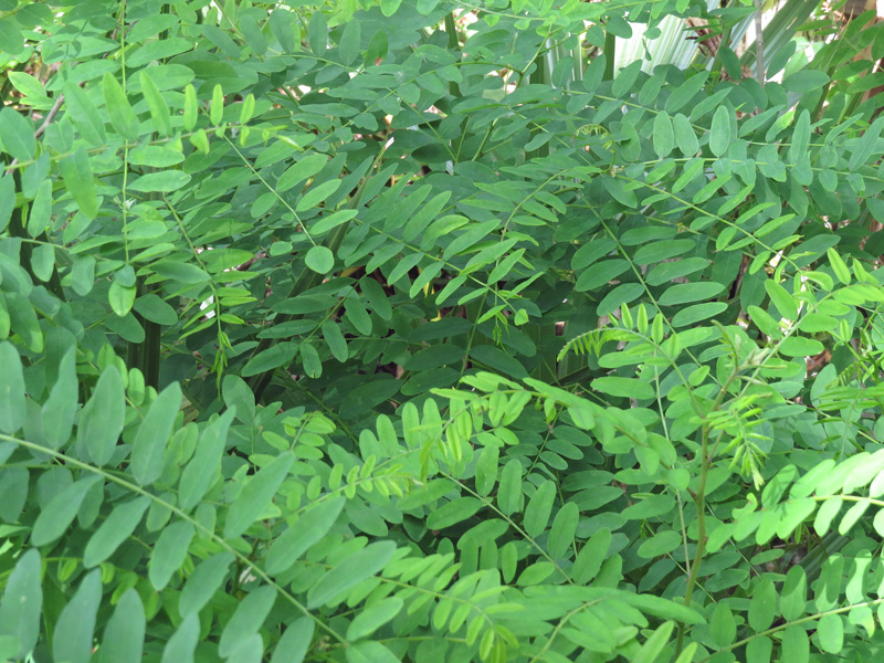 !!!!amorpha-fruticosa-foliage2
