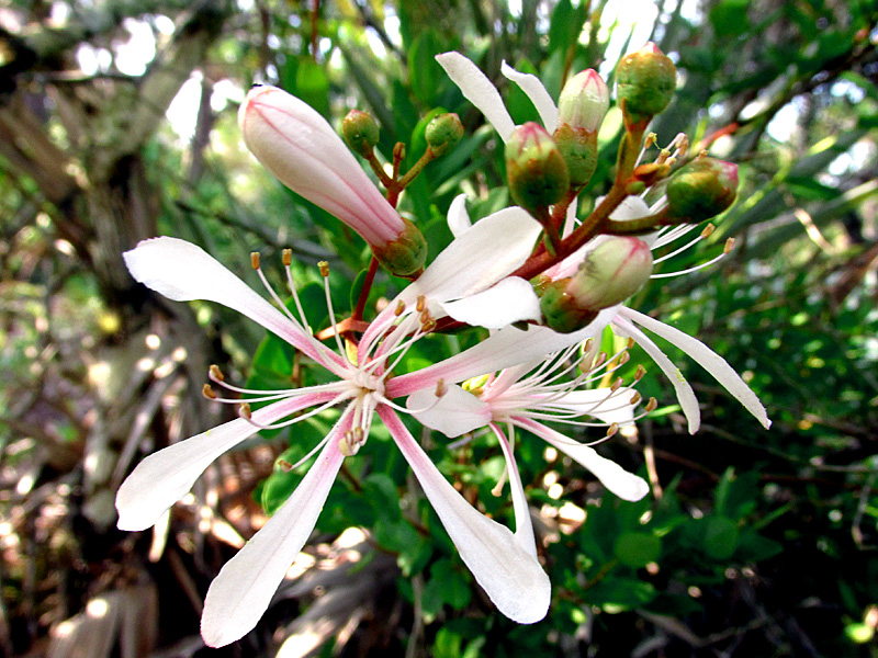!!bejaria-racemosa-flower-&-bud