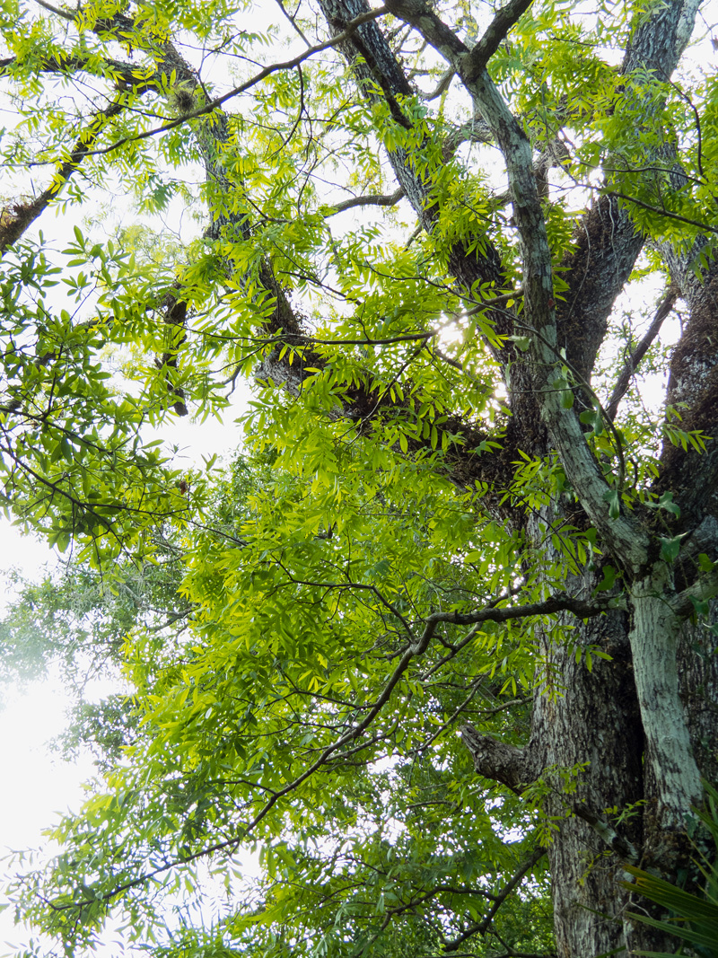 !!!!carya-aqautic---new-foliage