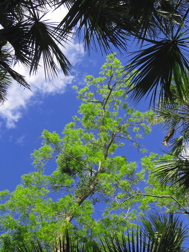 !!!!carya-aquatica-new-foliage2