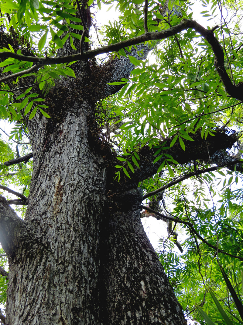 !!!!carya-aquatica-trunk-&amp;-foliage
