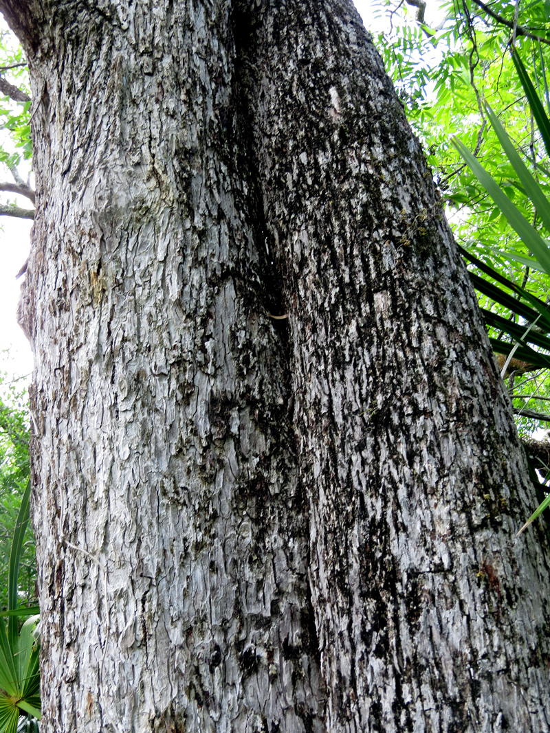 !!!!carya-aquatica-w-leaves-&amp;-trunk