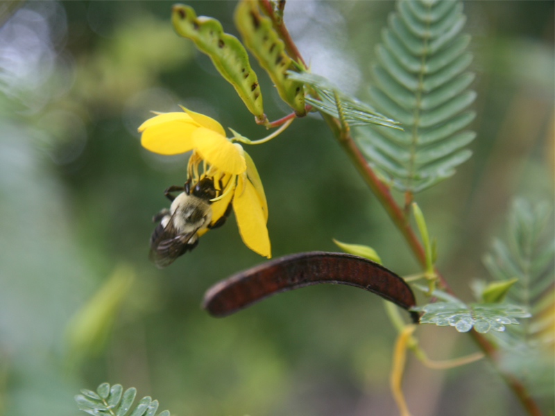 chaemacrista fasciluata for scrub id sheet