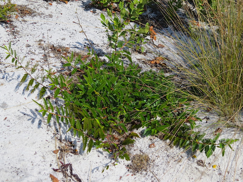 !!!!!chamaecrista fasciculata @ abs2 copy