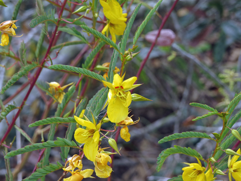 !!!!chamaecrista-fasciculata-in-wind