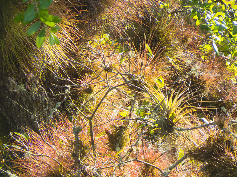 !!!!epiphytes-at-cbcp