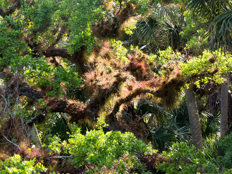 !!!!epiphytes-at-cbcp3